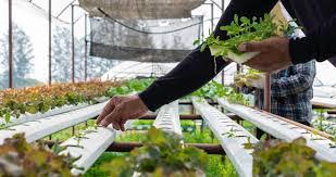 Urban Farming & Green Living 2025: Gaya Hidup Ramah Lingkungan Generasi Muda Indonesia